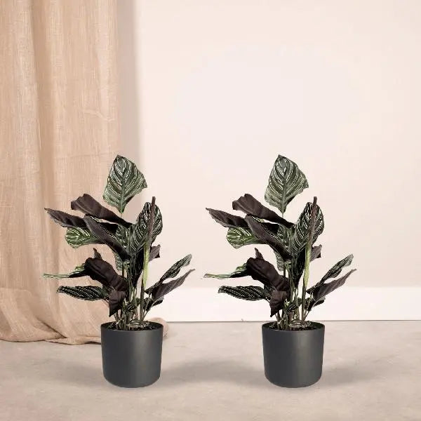 2x Calathea Ornata - Pauwenplant - 50cm - ø14  BotanicBridge