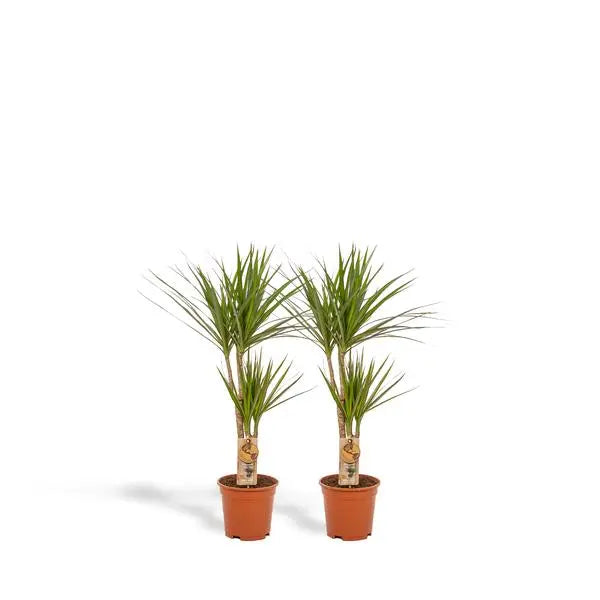 2x Dracaena - ↨90cm - Ø17cm  BotanicBridge