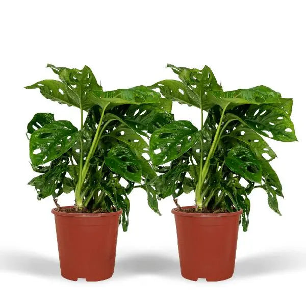 2x Monstera Monkey Leaf  - Gatenplant - 30cm - ø12  BotanicBridge