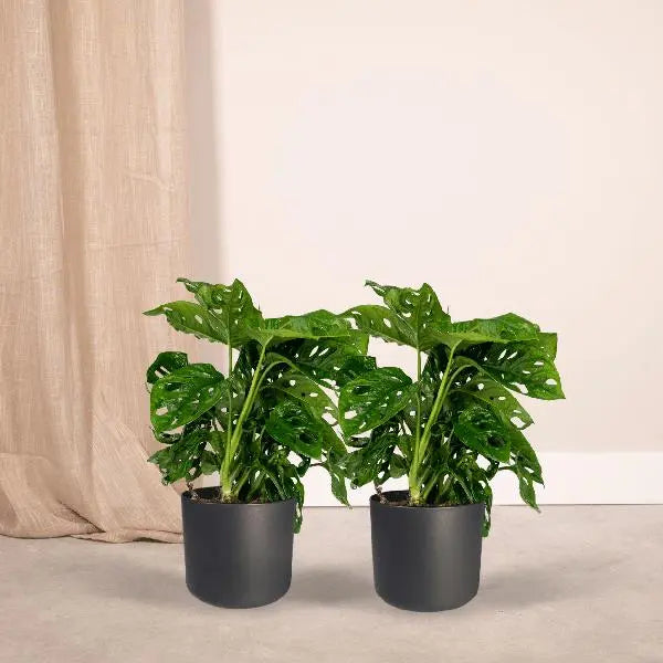 2x Monstera Monkey Leaf  - Gatenplant - 30cm - ø12  BotanicBridge