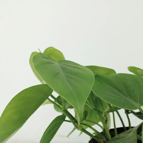 2x Philodendron Scandens - 15cm - ø12  BotanicBridge