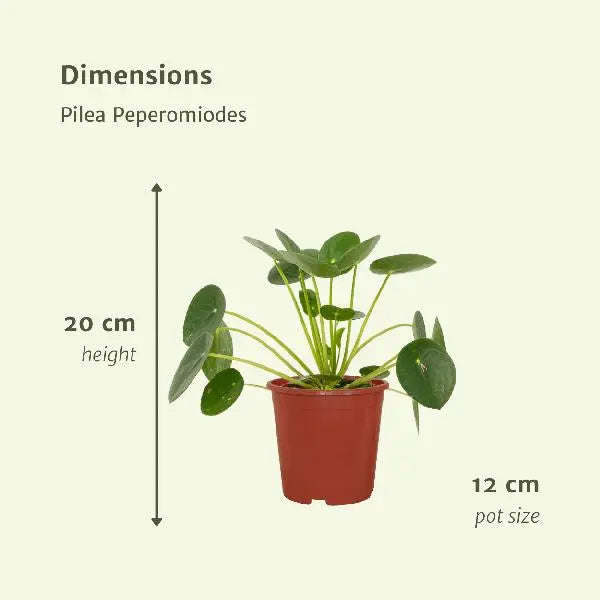 2x Pilea Peperomiodes - Pannekoekenplant - 20cm - ø12  BotanicBridge