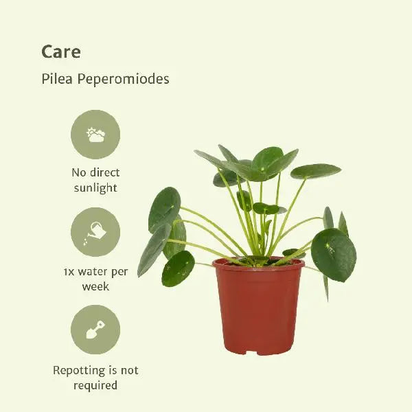 2x Pilea Peperomiodes - Pannekoekenplant - 20cm - ø12  BotanicBridge