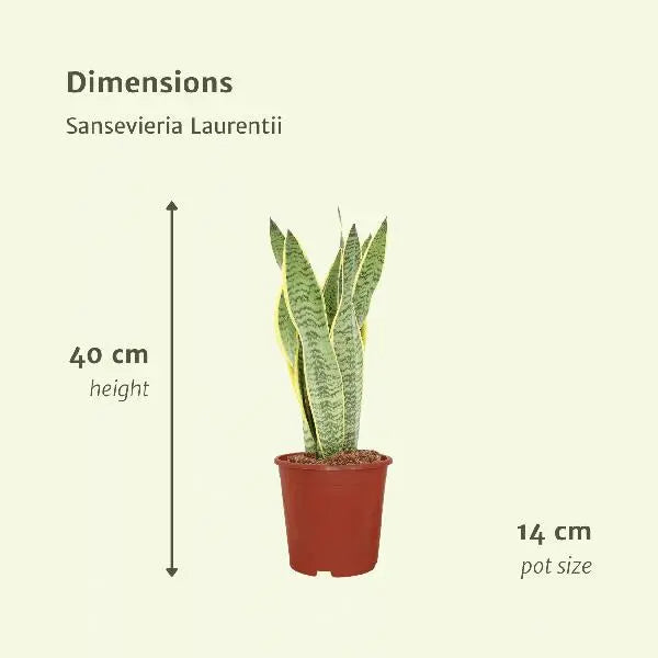 2x Sansevieria Laurentii - Vrouwentong - 40cm - ø14  BotanicBridge