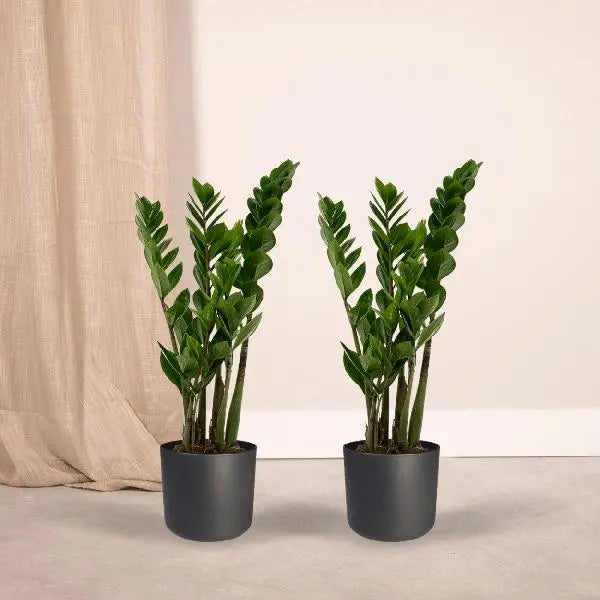 2x Zamioculcas Zamiifolia - Emerald palm - 50cm - ø14  BotanicBridge