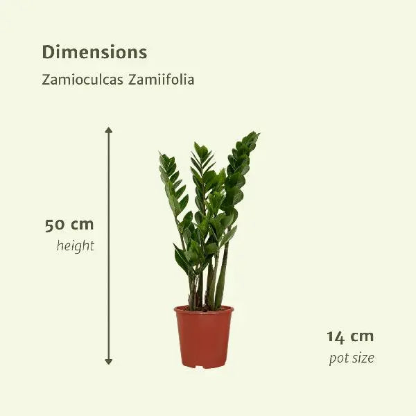 2x Zamioculcas Zamiifolia - Emerald palm - 50cm - ø14  BotanicBridge