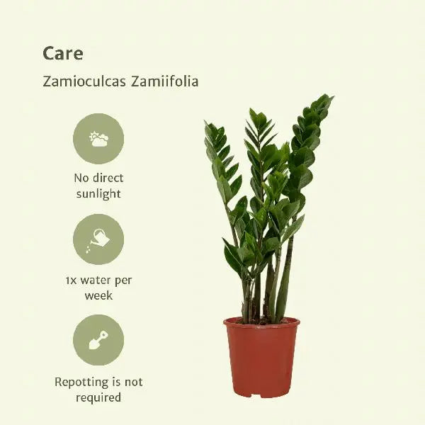 2x Zamioculcas Zamiifolia - Emerald palm - 50cm - ø14  BotanicBridge