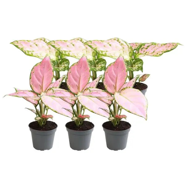 6x Aglaonema Mix  BotanicBridge