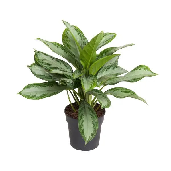 Aglaonema Cutlass - Ø19cm - ↕60cm  BotanicBridge