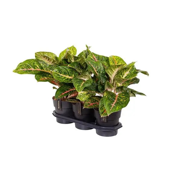 Aglaonema Spring Red - Ø19cm - ↕60cm  BotanicBridge