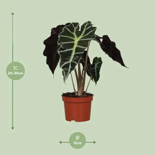 Alocasia Amazonica Polly - Ø12cm - ↕30cm  BotanicBridge