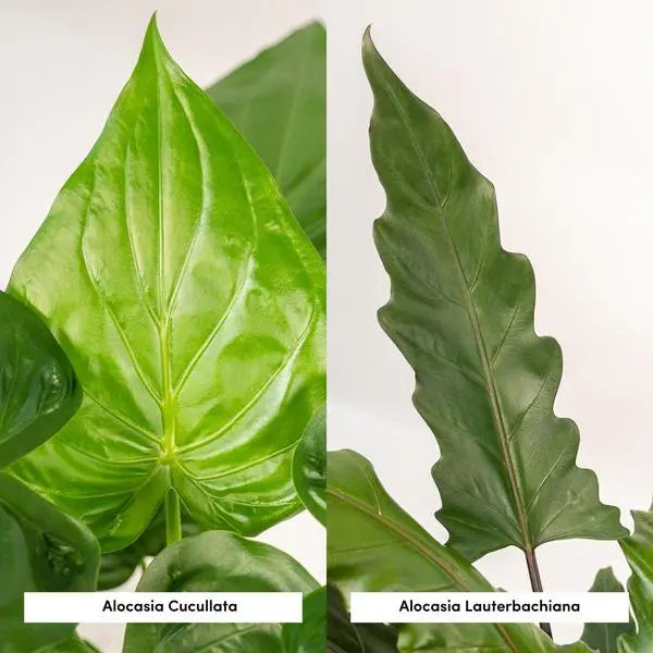 Alocasia Cucullata - Ø19cm - ↕60cm + Alocasia Lauterbachiana - Ø19cm - ↕75cm  BotanicBridge