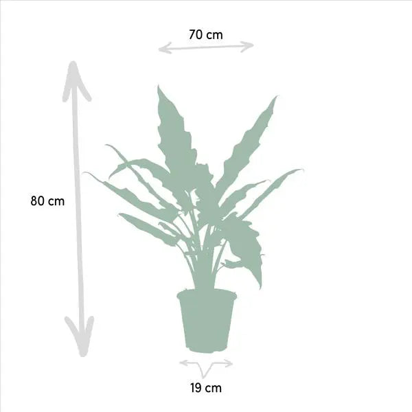 Alocasia Cucullata - Ø19cm - ↕60cm + Alocasia Lauterbachiana - Ø19cm - ↕75cm  BotanicBridge