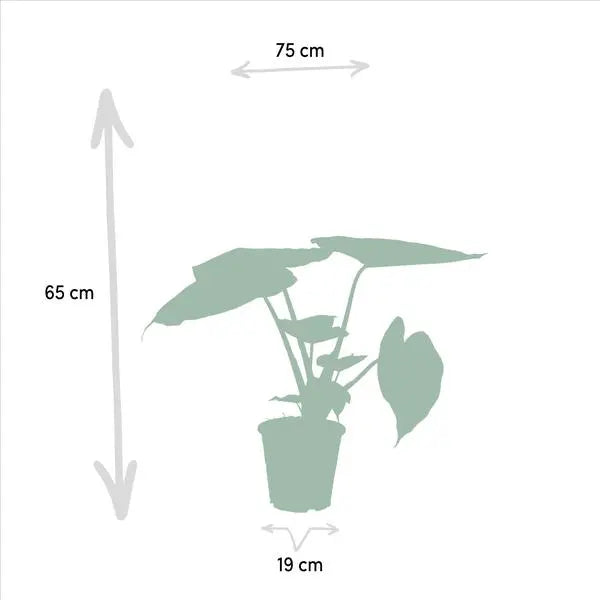 Alocasia Cucullata - Ø19cm - ↕60cm + Alocasia Wentii - Ø19cm - ↕60cm  BotanicBridge