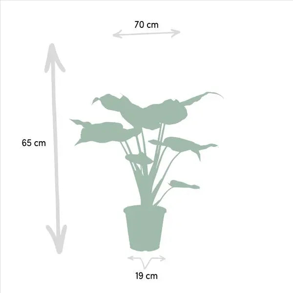 Alocasia Zebrina - Ø19cm - ↕75cm + Alocasia Cucullata - Ø19cm - ↕60cm + Alocasia Lauterbachiana - Ø19cm - ↕75cm  BotanicBridge