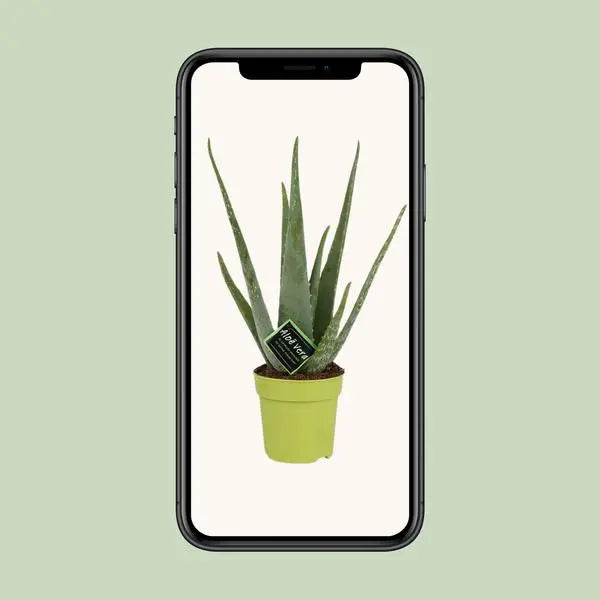 Aloe Vera - Ø12cm - ↕45cm  BotanicBridge