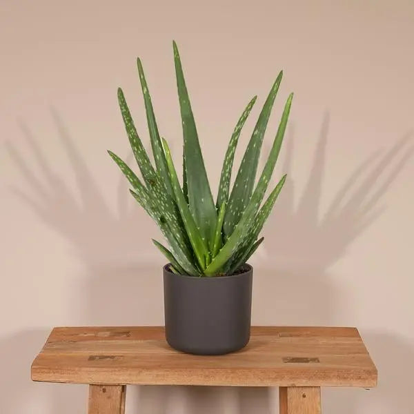 Aloe vera - Ø12cm - ↕40cm - Ø12 - ↨40cm  BotanicBridge