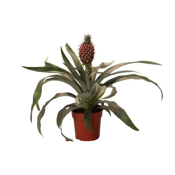 Ananas  Rosita - Ø12cm - ↕35cm  BotanicBridge