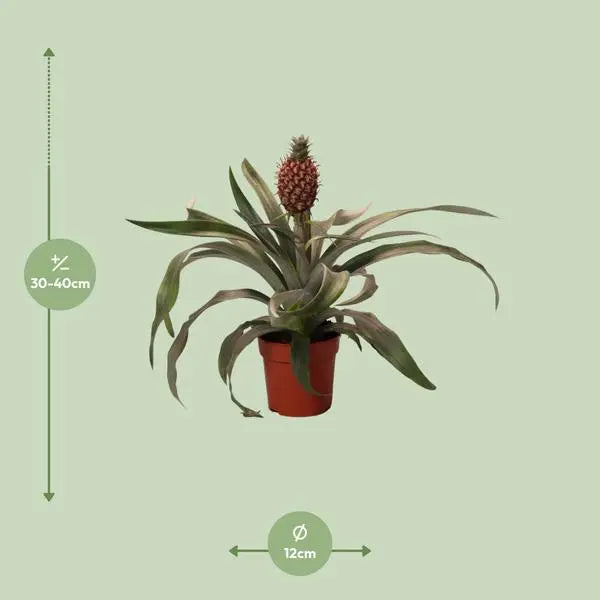 Ananas  Rosita - Ø12cm - ↕35cm  BotanicBridge