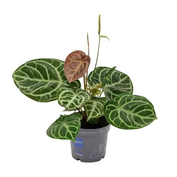 Anthurium Crystal Hybride Compact - Ø17cm - ↕40cm  BotanicBridge