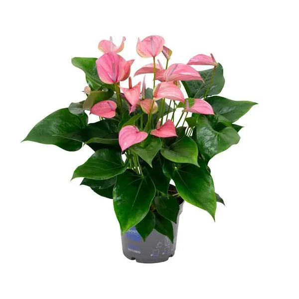 Anthurium KARMA Joli - Ø17cm - ↕55cm  BotanicBridge