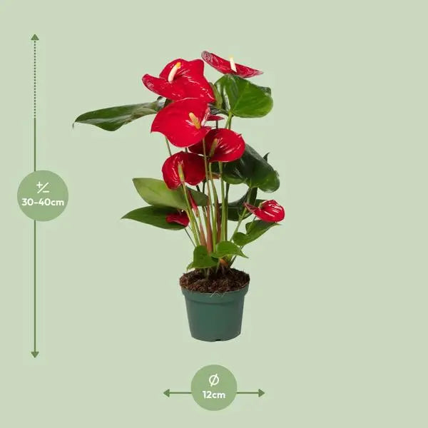 Anthurium Red - Ø12cm - ↕40cm  BotanicBridge