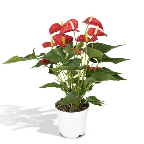 Anthurium Red - Ø17cm - ↕55cm  BotanicBridge