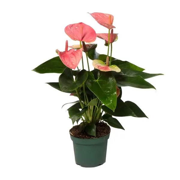 Anthurium Sweet Dream - Ø12cm - ↕35cm  BotanicBridge