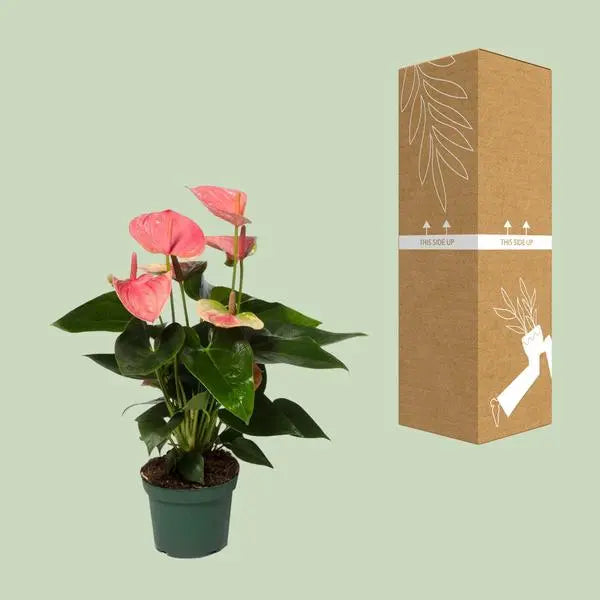 Anthurium Sweet Dream - Ø12cm - ↕35cm  BotanicBridge