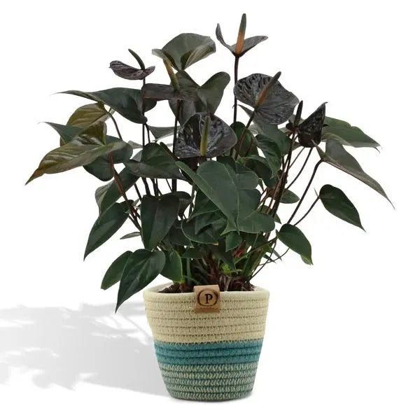 Anthurium andreanum Black Love incl. PURE mand - 45cm - Ø12  BotanicBridge