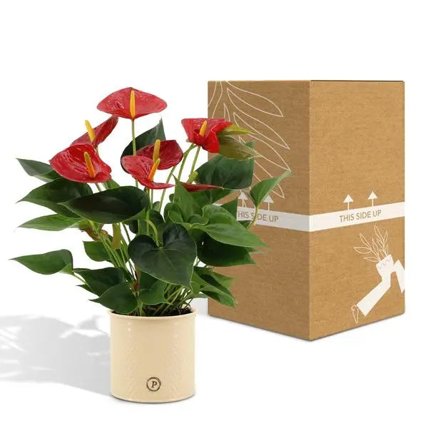 Anthurium andreanum Diamond Red incl. PURE zink - 45cm - Ø12  BotanicBridge