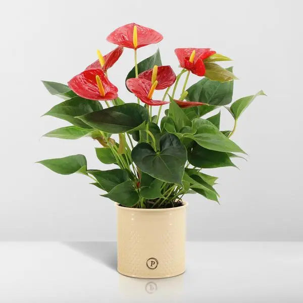 Anthurium andreanum Diamond Red incl. PURE zink - 45cm - Ø12  BotanicBridge