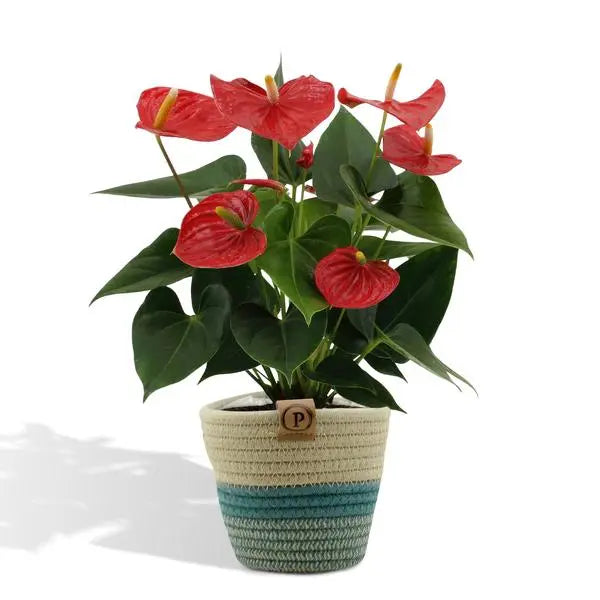 Anthurium andreanum Esudo incl. PURE mand - 45cm - Ø12  BotanicBridge