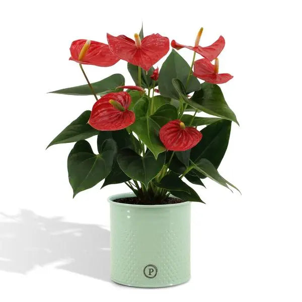 Anthurium andreanum Esudo incl. PURE zink - 45cm - Ø12  BotanicBridge