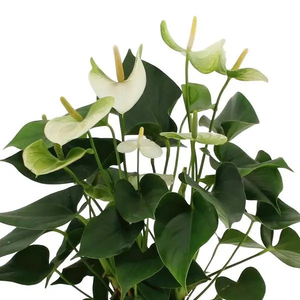 Anthurium andreanum Namora incl. PURE mand - 45cm - Ø12  BotanicBridge