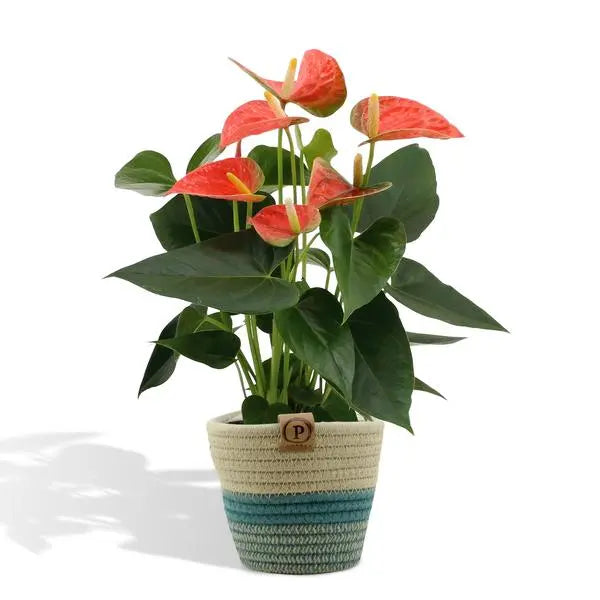 Anthurium andreanum Prince of Orange incl. PURE mand - 45cm - Ø12  BotanicBridge