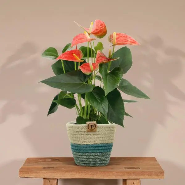 Anthurium andreanum Prince of Orange incl. PURE mand - 45cm - Ø12  BotanicBridge