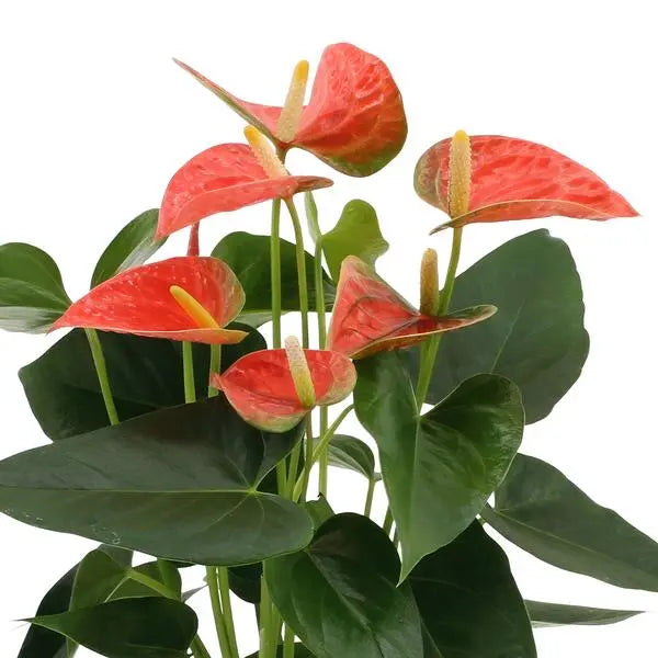 Anthurium andreanum Prince of Orange incl. PURE mand - 45cm - Ø12  BotanicBridge