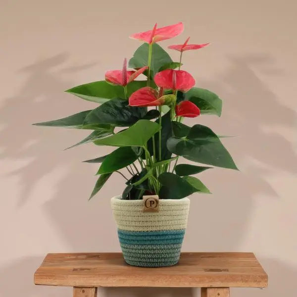 Anthurium andreanum Sweet Dream incl. PURE mand - 45cm - Ø12  BotanicBridge