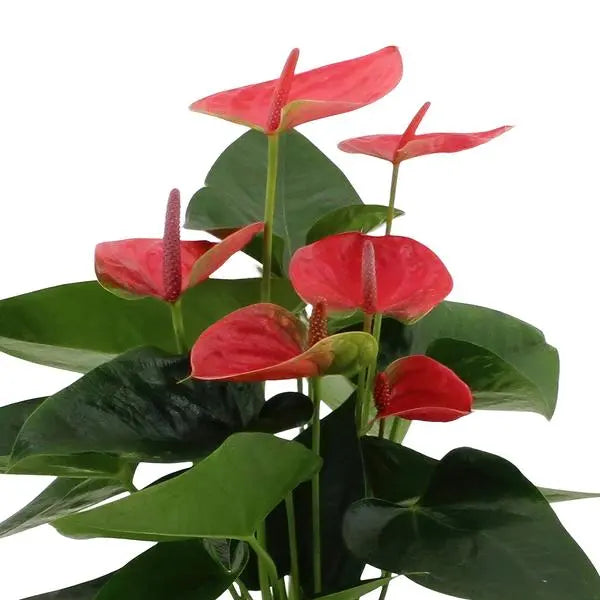 Anthurium andreanum Sweet Dream incl. PURE mand - 45cm - Ø12  BotanicBridge