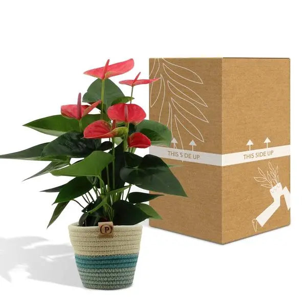 Anthurium andreanum Sweet Dream incl. PURE mand - 45cm - Ø12  BotanicBridge