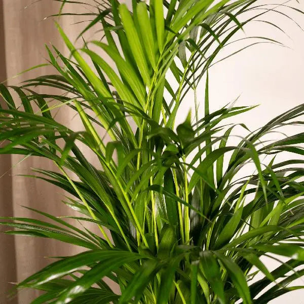 Areca palm - Ø19cm - ↕85cm  BotanicBridge