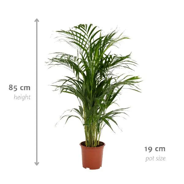 Areca palm - Ø19cm - ↕85cm  BotanicBridge