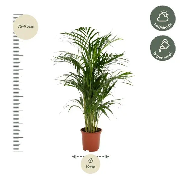 Areca palm - Ø19cm - ↕85cm  BotanicBridge