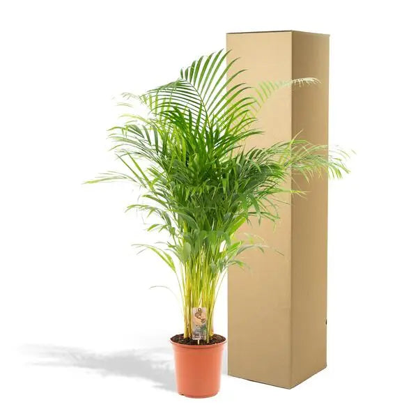 Areca palm - Ø24cm - ↕130cm  BotanicBridge