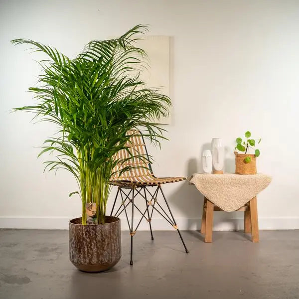 Areca palm met pot - ↨130cm - Ø24cm  BotanicBridge