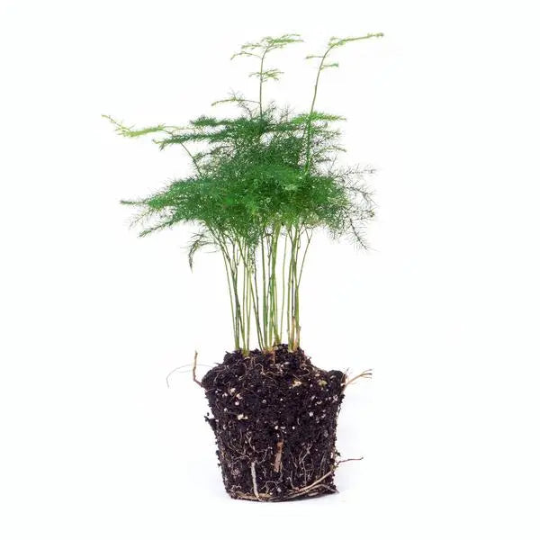 Asparagus Setaceuse Plumosus – Sierasperge - Terrarium plant - Potmaat 6  BotanicBridge