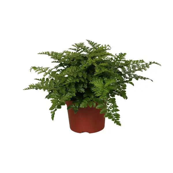 Asplenium Parvati - Ø12cm - ↕25cm  BotanicBridge