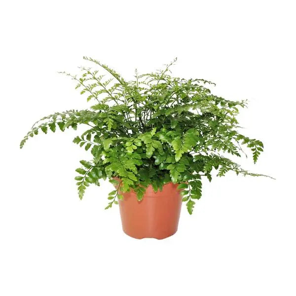 Asplenium Parvati - Ø17cm - ↕30cm  BotanicBridge