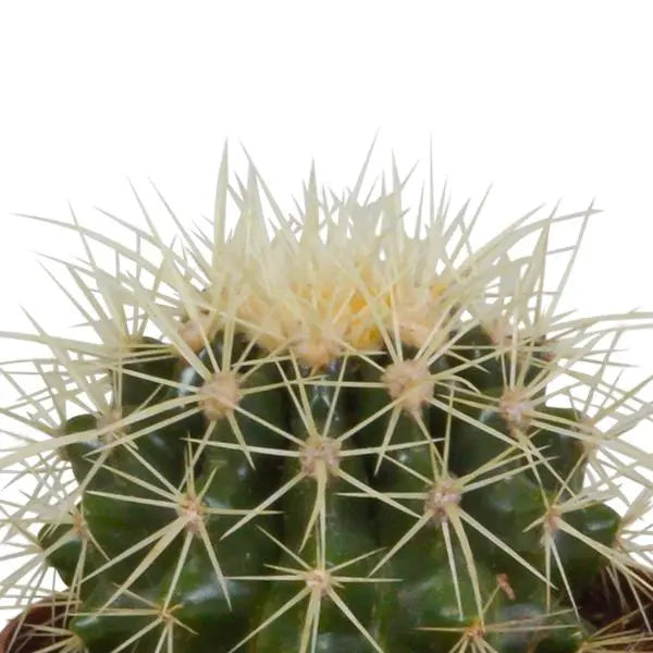 Bolcactus mix 8,5 cm | 3 stuks - in Mexicaanse pot  BotanicBridge